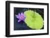 Tropical Day-flowering Waterlily, USA-Lisa S. Engelbrecht-Framed Photographic Print