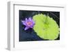 Tropical Day-flowering Waterlily, USA-Lisa S. Engelbrecht-Framed Photographic Print