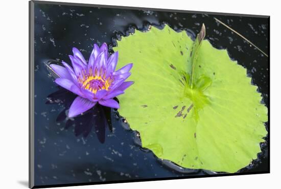 Tropical Day-flowering Waterlily, USA-Lisa S. Engelbrecht-Mounted Photographic Print