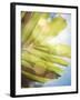 Tropical Daydream I-Emily Robinson-Framed Photographic Print