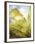 Tropical Daydream II-Emily Robinson-Framed Photographic Print