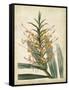 Tropical Delight I-Edmonston & Douglas-Framed Stretched Canvas