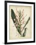 Tropical Delight III-Edmonston & Douglas-Framed Art Print