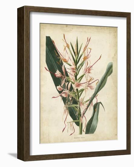 Tropical Delight III-Edmonston & Douglas-Framed Art Print