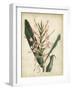 Tropical Delight III-Edmonston & Douglas-Framed Art Print