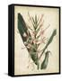 Tropical Delight III-Edmonston & Douglas-Framed Stretched Canvas