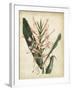 Tropical Delight III-Edmonston & Douglas-Framed Art Print