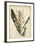 Tropical Delight III-Edmonston & Douglas-Framed Art Print