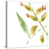 Tropical Display VIII-Jennifer Goldberger-Stretched Canvas