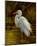 Tropical Egret II-Kilian-Mounted Art Print