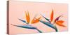 Tropical Exotic Flower Blooming on Bright Background-pernsanitfoto-Stretched Canvas