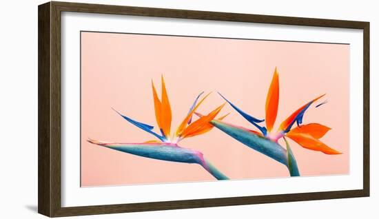 Tropical Exotic Flower Blooming on Bright Background-pernsanitfoto-Framed Photographic Print