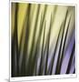 Tropical Fan 2-Ken Bremer-Mounted Limited Edition
