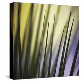 Tropical Fan 2-Ken Bremer-Stretched Canvas