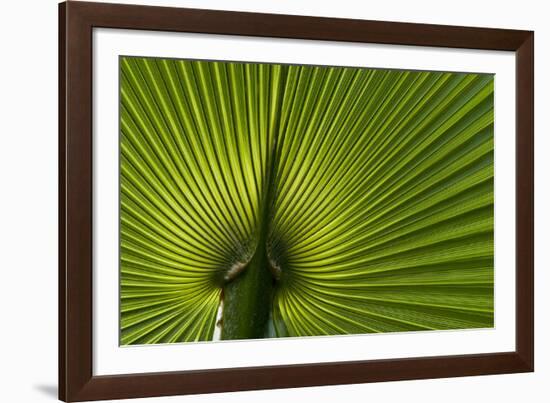 Tropical Fan Leaf, Underside-K. Schlierbach-Framed Photographic Print