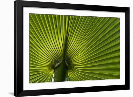 Tropical Fan Leaf, Underside-K. Schlierbach-Framed Photographic Print