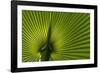 Tropical Fan Leaf, Underside-K. Schlierbach-Framed Photographic Print