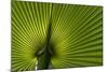 Tropical Fan Leaf, Underside-K. Schlierbach-Mounted Photographic Print