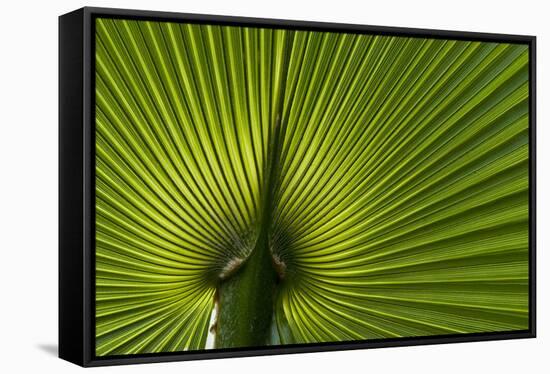 Tropical Fan Leaf, Underside-K. Schlierbach-Framed Stretched Canvas