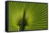 Tropical Fan Leaf, Underside-K. Schlierbach-Framed Stretched Canvas