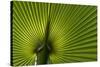 Tropical Fan Leaf, Underside-K. Schlierbach-Stretched Canvas