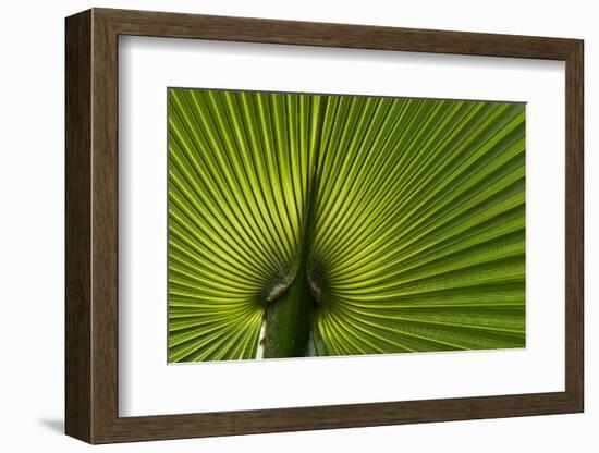 Tropical Fan Leaf, Underside-K. Schlierbach-Framed Photographic Print