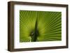 Tropical Fan Leaf, Underside-K. Schlierbach-Framed Photographic Print