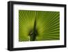 Tropical Fan Leaf, Underside-K. Schlierbach-Framed Photographic Print