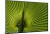 Tropical Fan Leaf, Underside-K. Schlierbach-Mounted Photographic Print