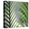 Tropical Fan-Ken Bremer-Stretched Canvas