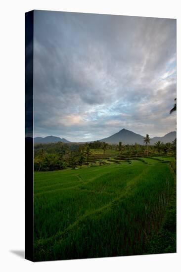 Tropical Farmland Near Ijen Crater in East Java-Alex Saberi-Stretched Canvas