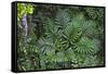 Tropical Fern in Kabili-Sepilok Forest Reserve-Craig Lovell-Framed Stretched Canvas