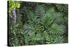 Tropical Fern in Kabili-Sepilok Forest Reserve-Craig Lovell-Stretched Canvas