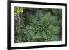Tropical Fern in Kabili-Sepilok Forest Reserve-Craig Lovell-Framed Photographic Print