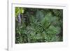 Tropical Fern in Kabili-Sepilok Forest Reserve-Craig Lovell-Framed Photographic Print