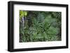 Tropical Fern in Kabili-Sepilok Forest Reserve-Craig Lovell-Framed Photographic Print