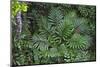 Tropical Fern in Kabili-Sepilok Forest Reserve-Craig Lovell-Mounted Photographic Print