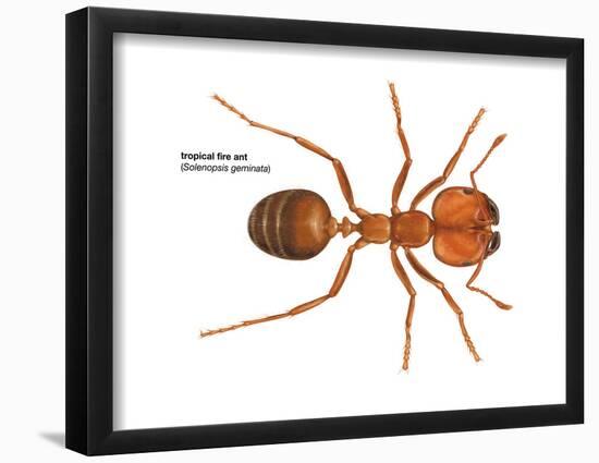 Tropical Fire Ant (Solenopsis Geminata), Insects-Encyclopaedia Britannica-Framed Poster