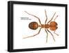 Tropical Fire Ant (Solenopsis Geminata), Insects-Encyclopaedia Britannica-Framed Poster