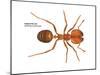 Tropical Fire Ant (Solenopsis Geminata), Insects-Encyclopaedia Britannica-Mounted Poster