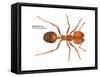 Tropical Fire Ant (Solenopsis Geminata), Insects-Encyclopaedia Britannica-Framed Stretched Canvas