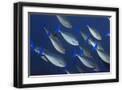 Black Frame