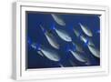 White Frame