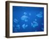 Tropical Fish, Caribbean-Lauree Feldman-Framed Photographic Print