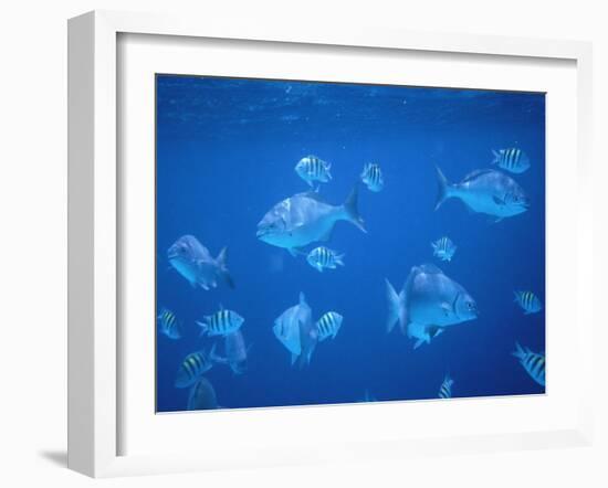 Tropical Fish, Caribbean-Lauree Feldman-Framed Photographic Print