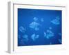 Tropical Fish, Caribbean-Lauree Feldman-Framed Photographic Print