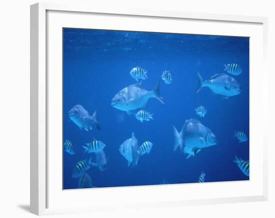 Tropical Fish, Caribbean-Lauree Feldman-Framed Photographic Print