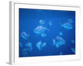 Tropical Fish, Caribbean-Lauree Feldman-Framed Photographic Print