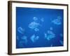 Tropical Fish, Caribbean-Lauree Feldman-Framed Photographic Print