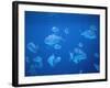 Tropical Fish, Caribbean-Lauree Feldman-Framed Photographic Print